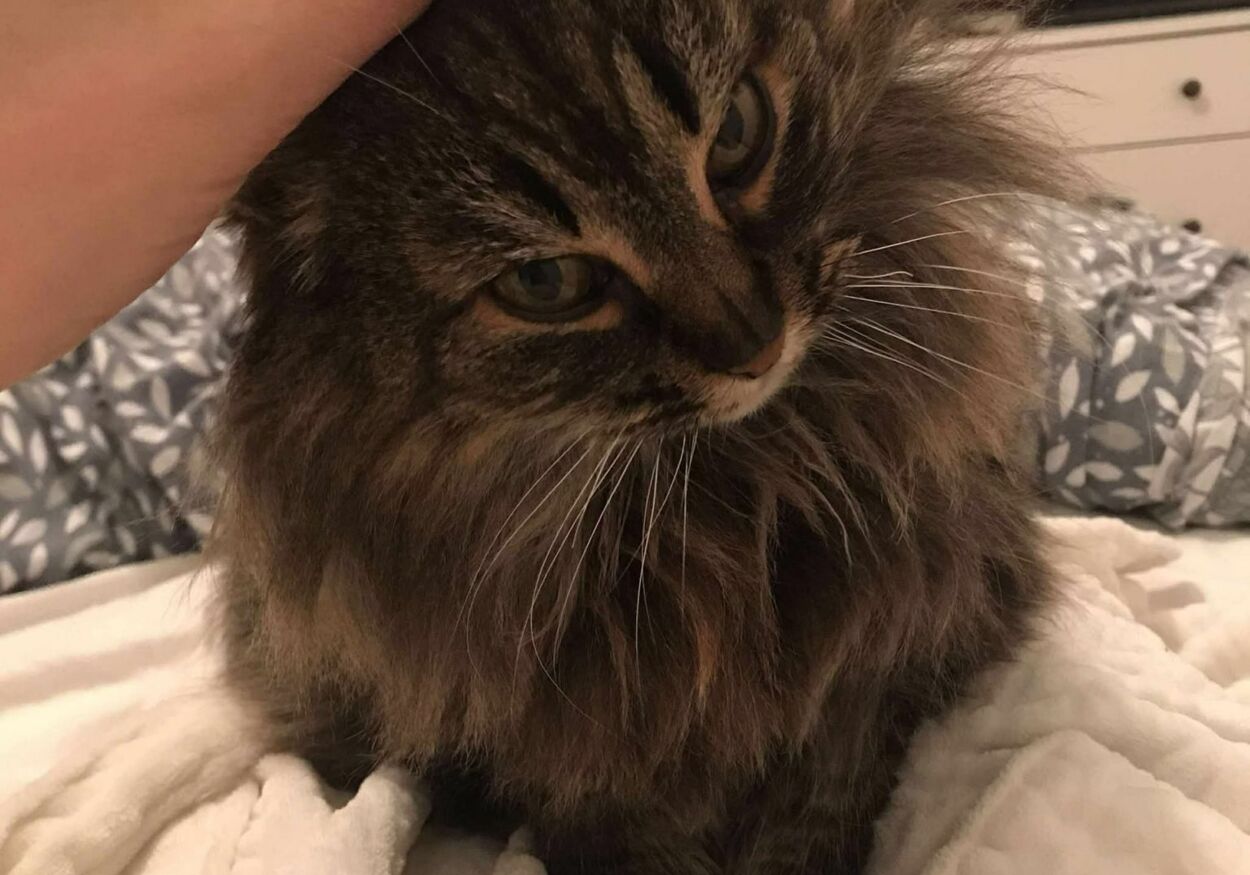 Chat perdu