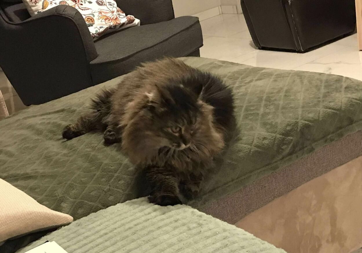 chat perdu 1
