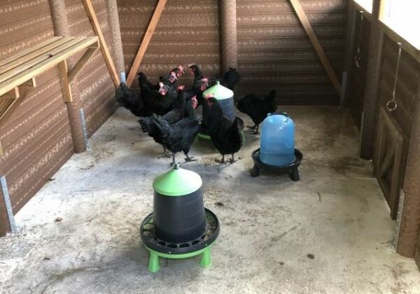 poules (1)