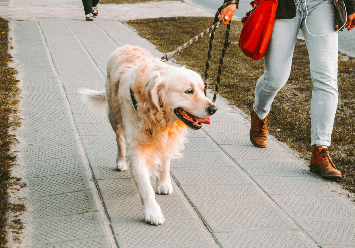 chien
