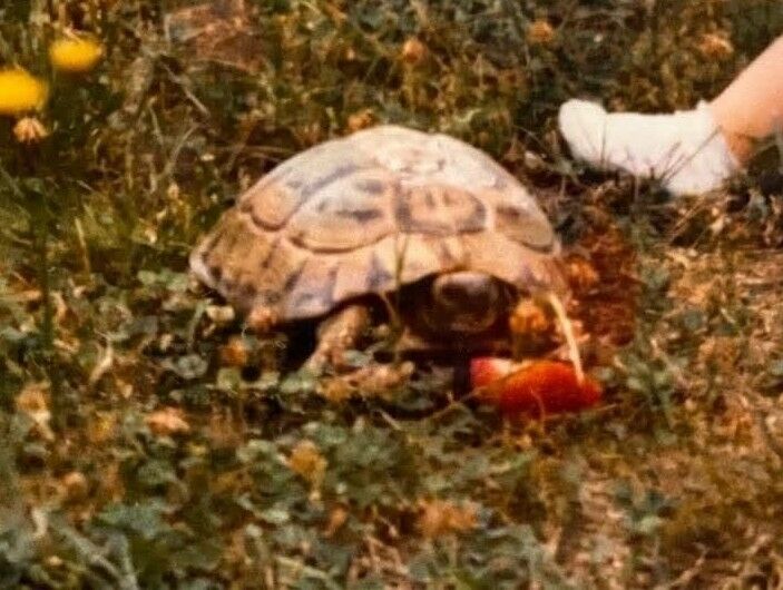 Tortue1