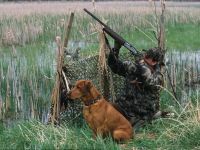 chasse chasse