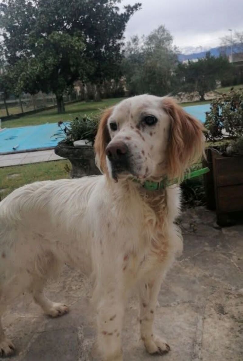 chien chien