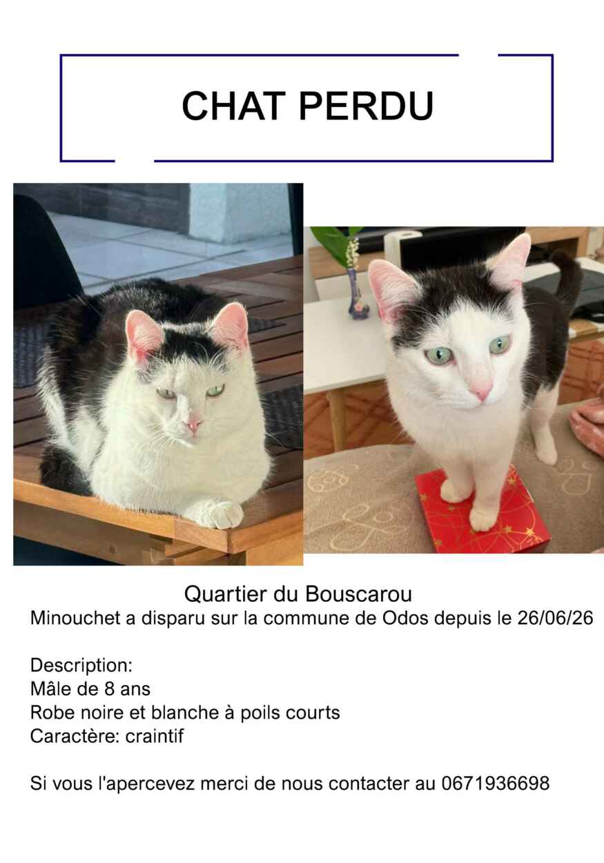 chat perdu_11zon